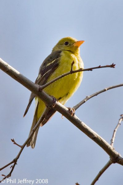 Western Tanager