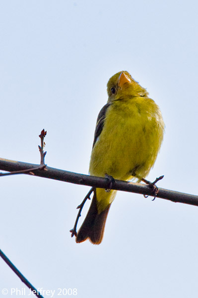 Western Tanager