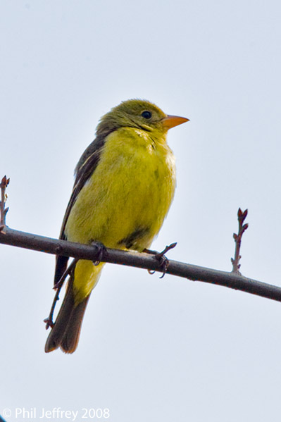 Western Tanager