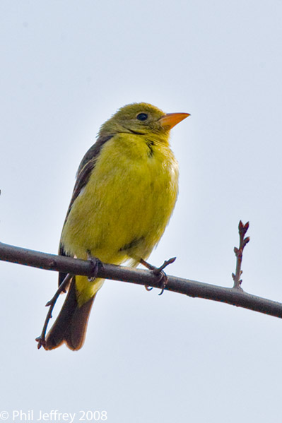 Western Tanager