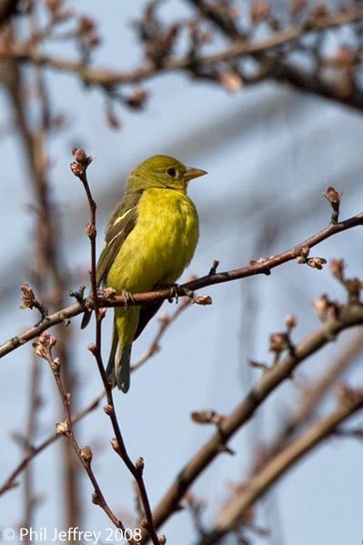 Western Tanager