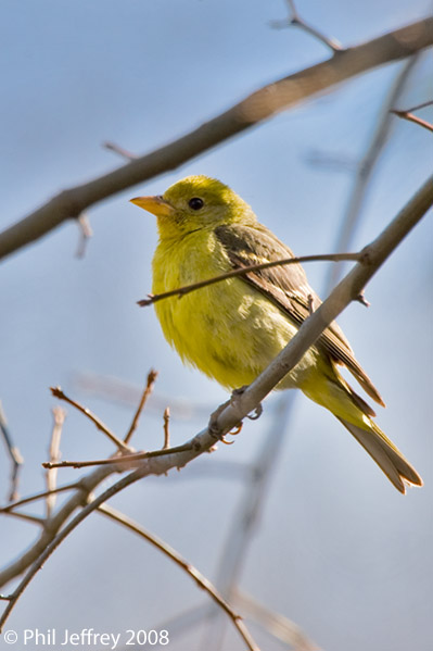 Western Tanager