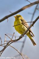 Western Tanager