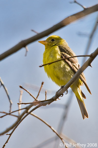 Western Tanager