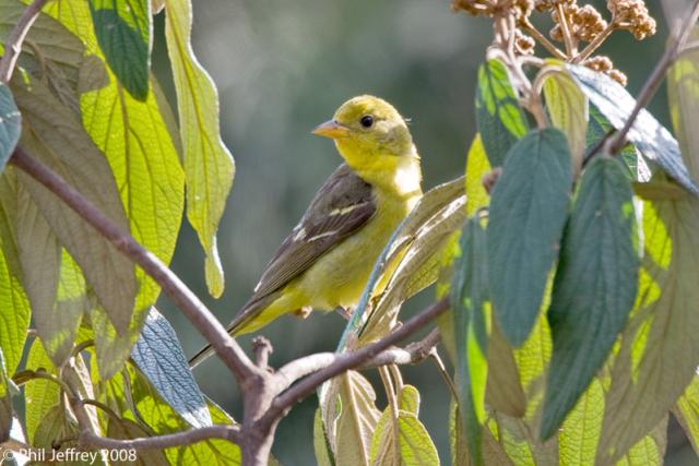 Western Tanager