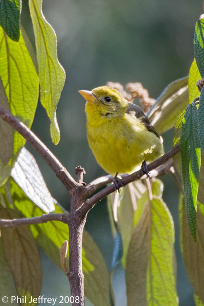 Western Tanager