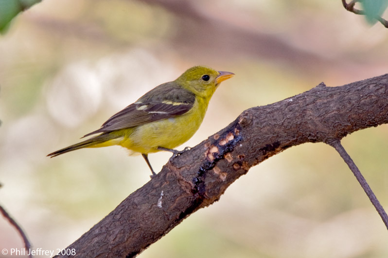 Western Tanager