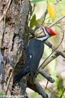 Pileated Woodpecker