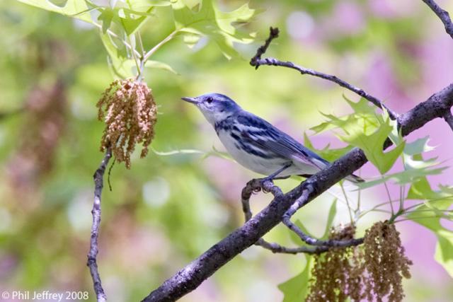 Cerulean Warbler