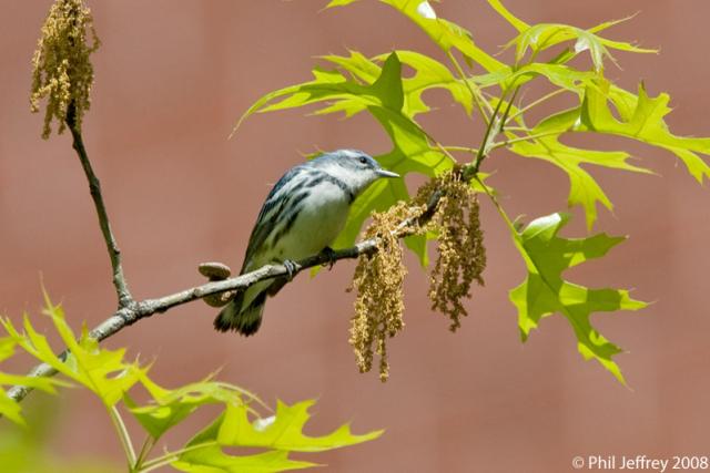 Cerulean Warbler