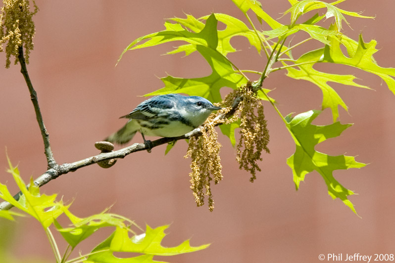 Cerulean Warbler