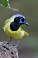 Crows, Jays, Magpies