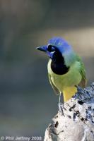Green Jay