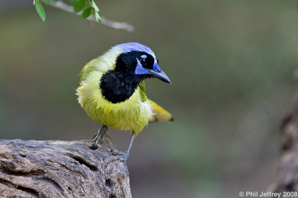 Green Jay