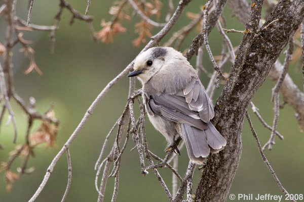 Gray Jay