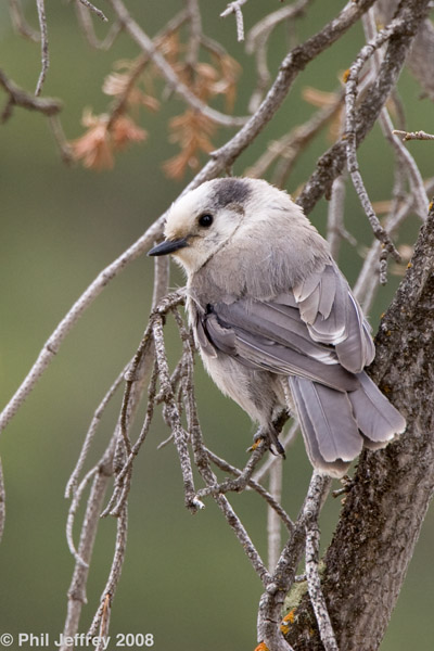 Gray Jay
