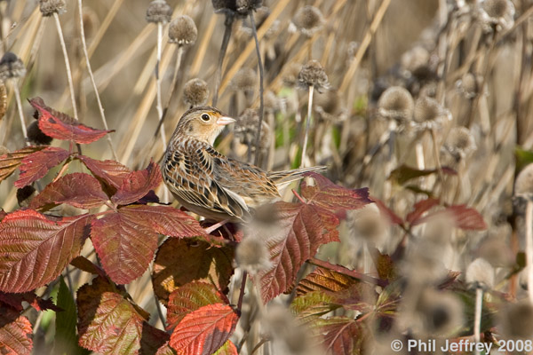 Grasshopper Sparrow