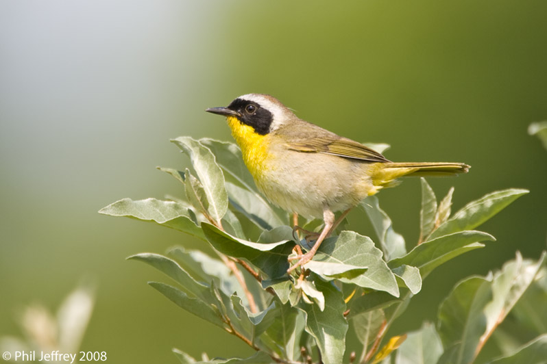 Common Yellowthroat