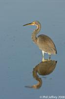 Tricolored Heron