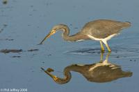 Tricolored Heron