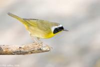 Common Yellowthroat