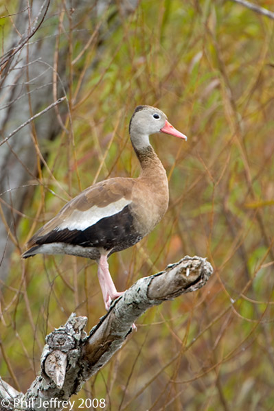 Black-bellied Whistling-Duck