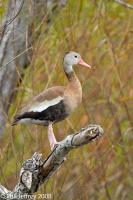 Black-bellied Whistling-Duck