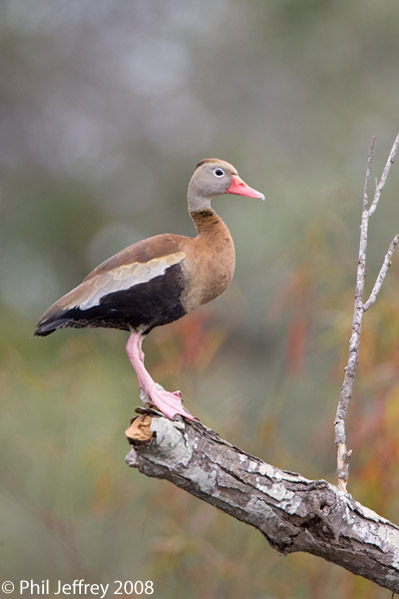 Black-bellied Whistling-Duck