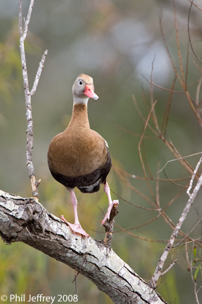 Black-bellied Whistling-Duck