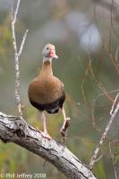 Black-bellied Whistling-Duck