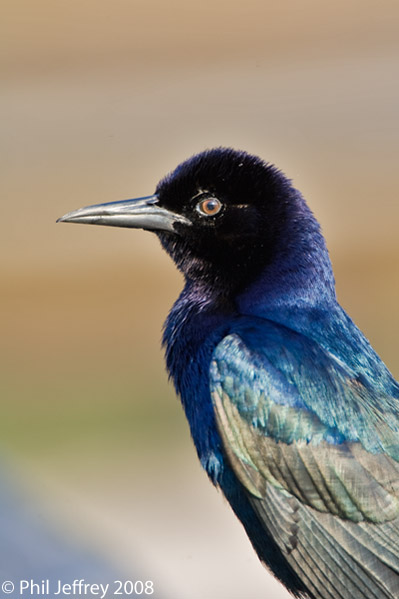 Boat-tailed Grackle