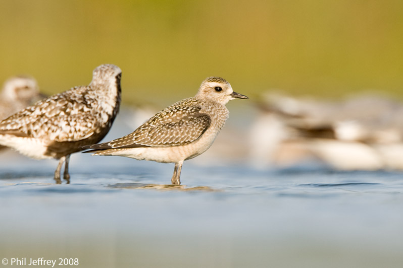 American Golden-Plover