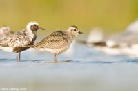 American Golden-Plover