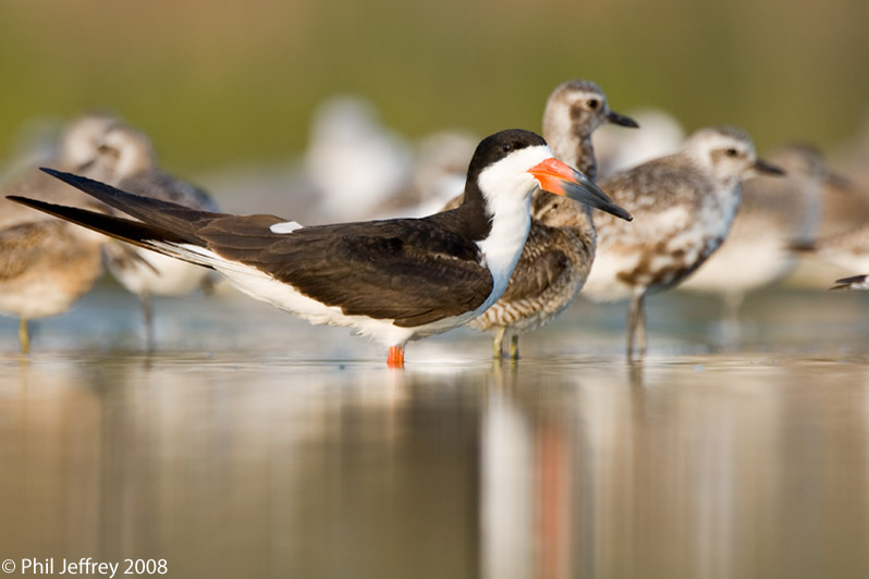 Black Skimmer
