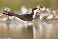 Black Skimmer