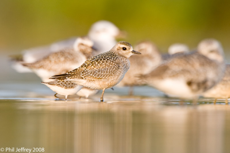 American Golden-Plover