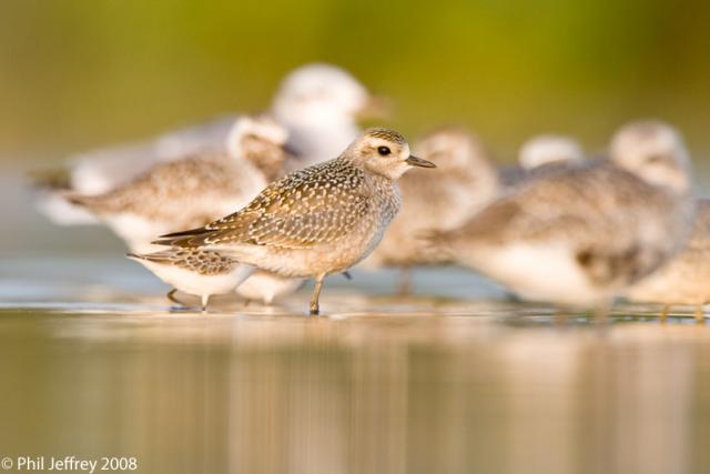 American Golden-Plover