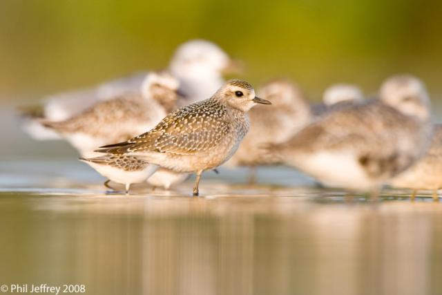 American Golden-Plover