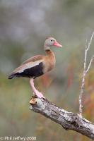 Black-bellied Whistling-Duck