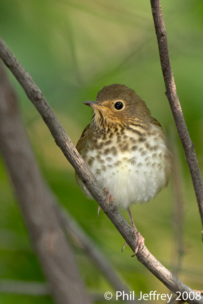 Swainson's Thrush