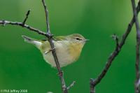 Tennessee Warbler