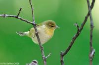 Tennessee Warbler