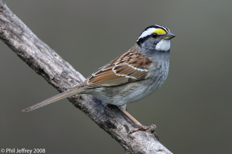 White-throated Sparrow