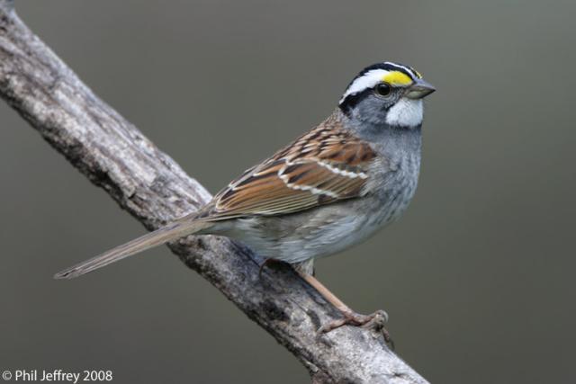 White-throated Sparrow