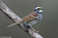 White-throated Sparrow
