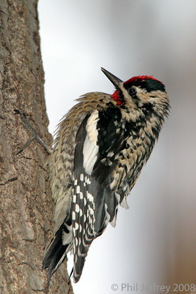 Yellow-bellied Sapsucker