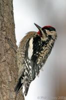 Yellow-bellied Sapsucker
