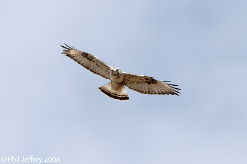 Rough-legged Hawk