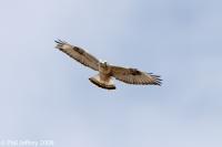 Rough-legged Hawk