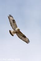 Rough-legged Hawk